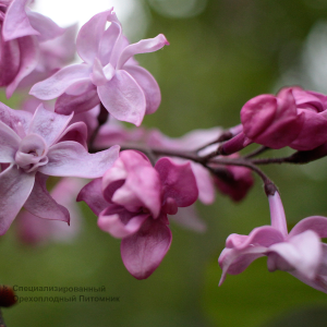 Сирень «Олимпиада Колесникова» розоватая, махровая