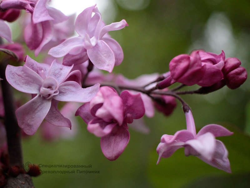 Сирень «Олимпиада Колесникова» розоватая, махровая