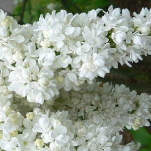 Сирень «Память о Колесникове» белая, махровая