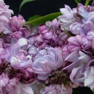 Сирень «Русская песня» фиолетовая, махровая