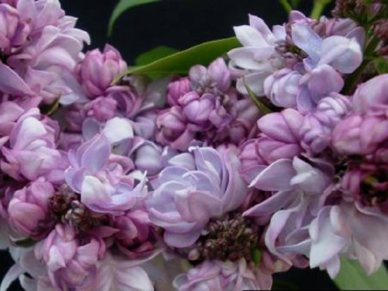 Сирень «Русская песня» фиолетовая, махровая