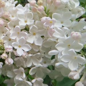 Сирень «Петербурженка» белая, простая - 1 год, 0.5л