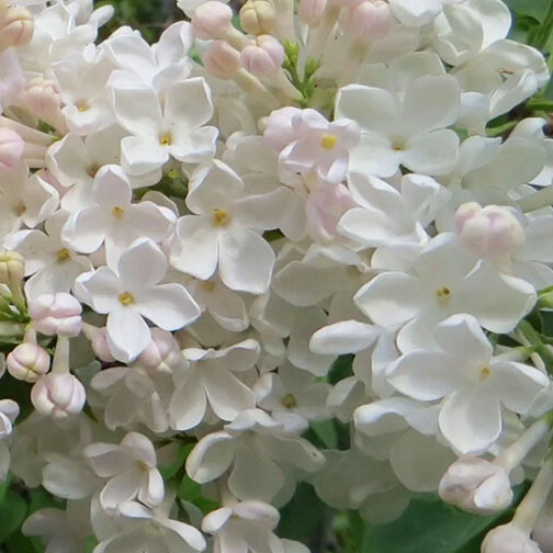 Сирень «Петербурженка» белая, простая