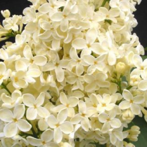 Сирень «Примроуз» желтая, простая