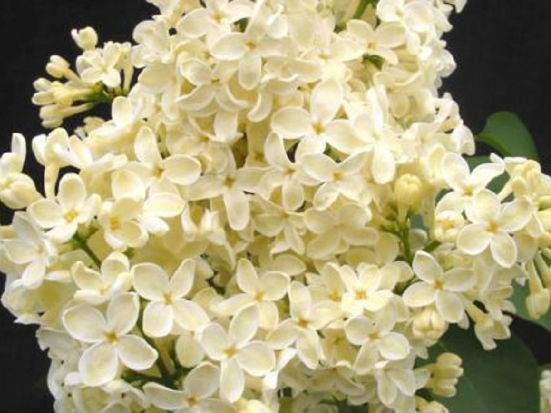 Сирень «Примроуз» желтая, простая