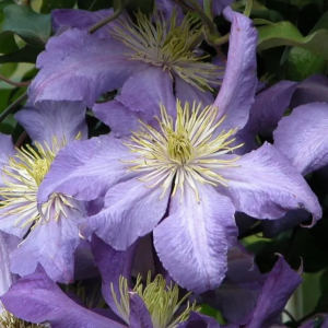 Клематис «Радищев»