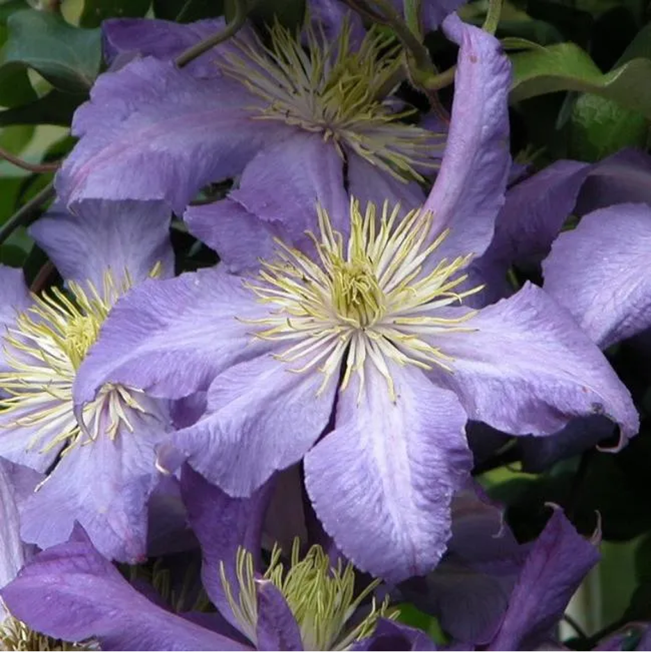 Клематис «Радищев»