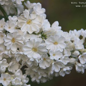 Сирень «Рочестер» белая, простая