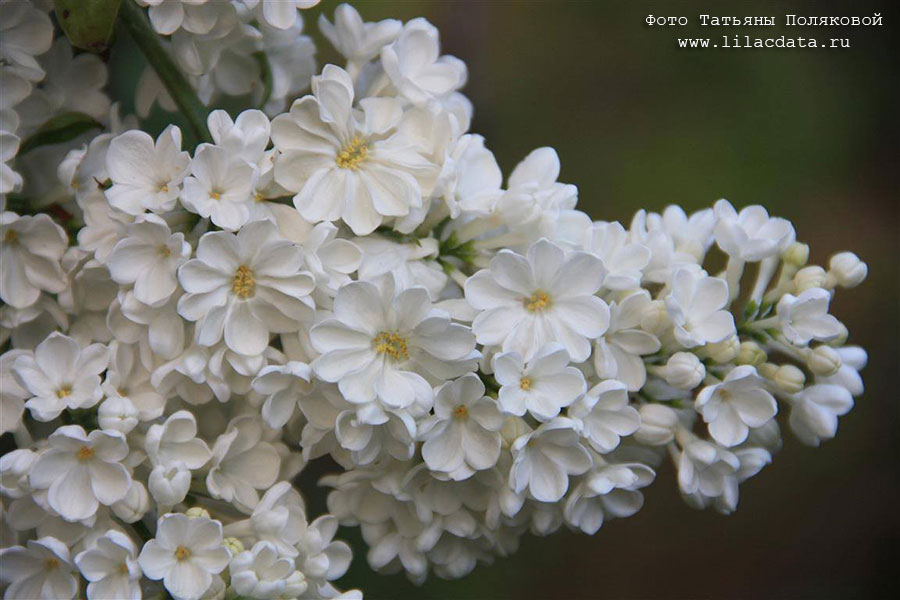 Сирень «Рочестер» белая, простая
