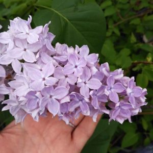 Сирень «Школьница» голубовато-сиреневая, простая