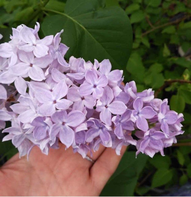 Сирень «Школьница» голубовато-сиреневая, простая