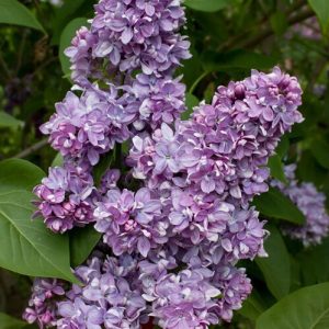 Сирень «Московский университет» лиловая, махровая - 1 год, 0.5л