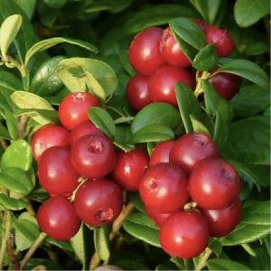 Клюква «Пиллигрим» (Pilgrim)