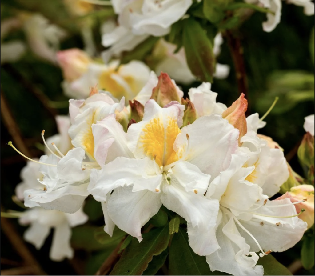 Рододендрон «Силвер Слиппер» (Silver Slipper)