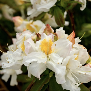 Рододендрон «Силвер Слиппер» (Silver Slipper)