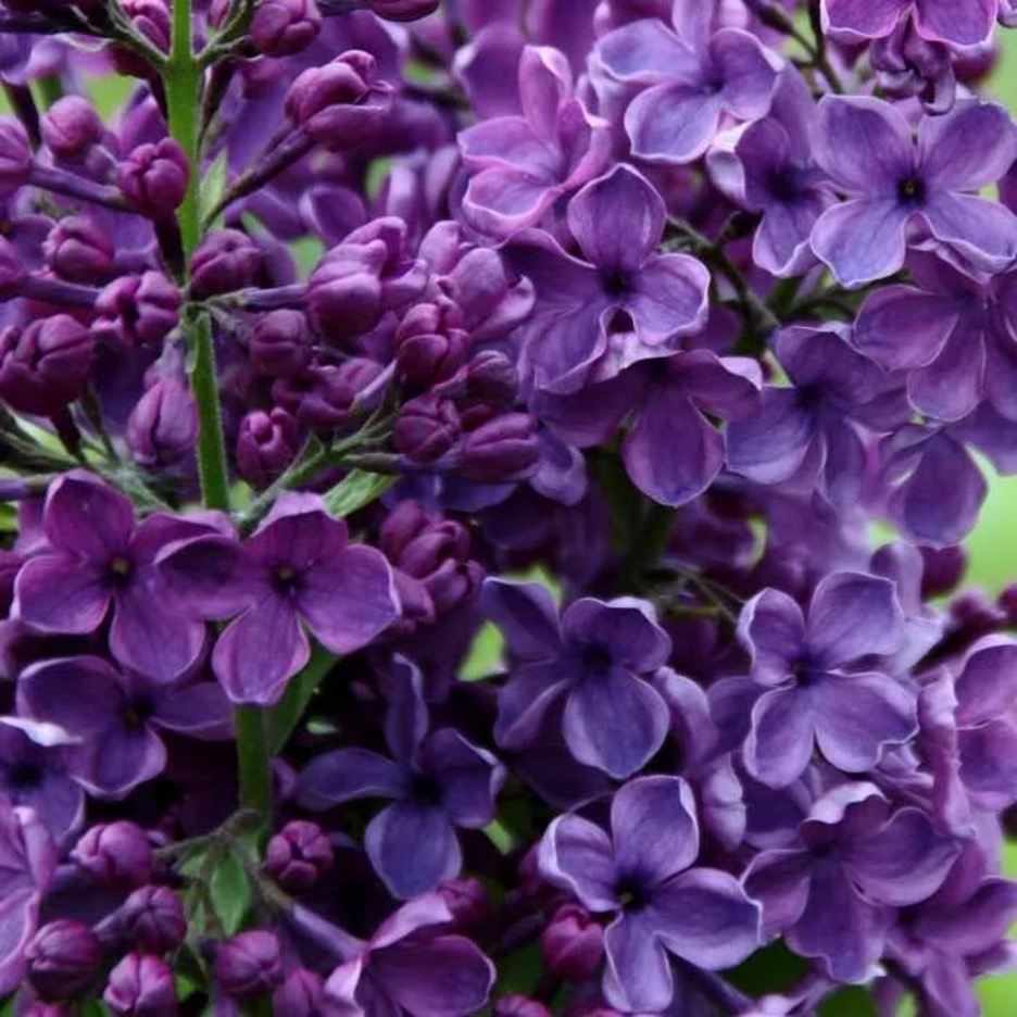 Сирень «Сумерки» фиолетовая, простая