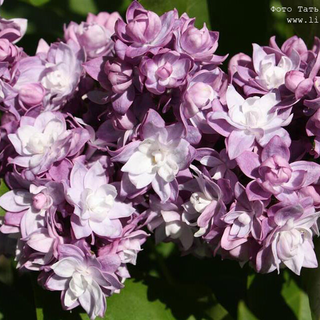 Сирень «Тарас Бульба» лиловая, густомахровая