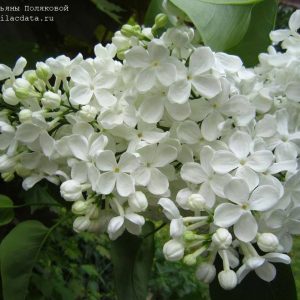 Сирень «Татьяна Полякова» белая, простая