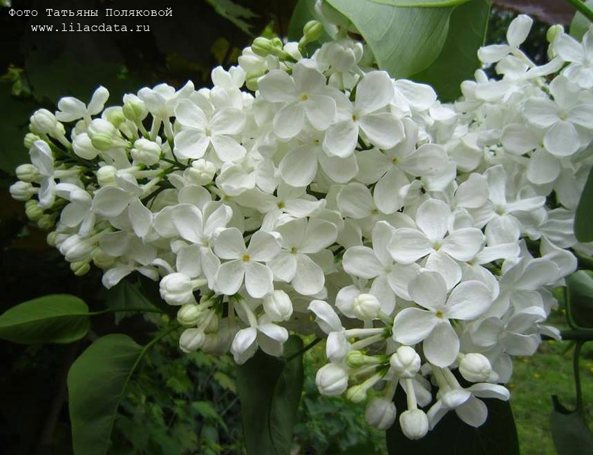 Сирень «Татьяна Полякова» белая, простая