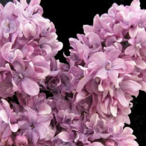 Сирень «Утро России» фиолетовая, махровая