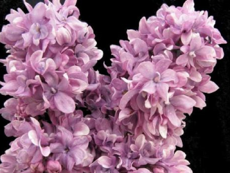 Сирень «Утро России» фиолетовая, махровая