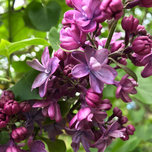 Сирень «Виолетта» фиолетовая, махровая