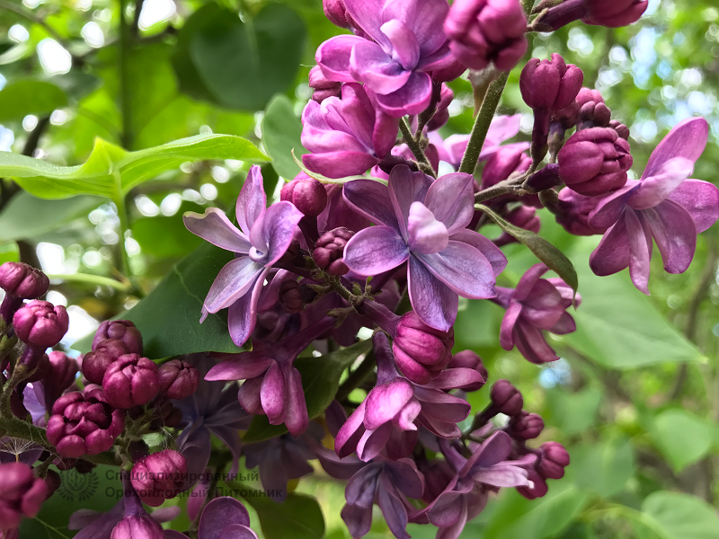 Сирень «Виолетта» фиолетовая, махровая