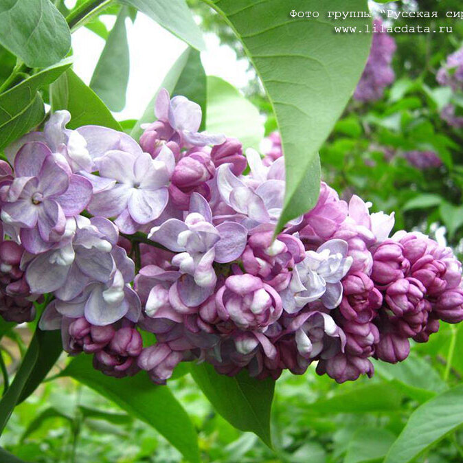 Сирень «Жди Меня» пурпурно-розовая, махровая