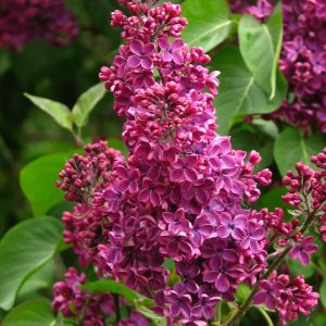 Сирень «Знамя Ленина» пурпурно-лиловая, простая