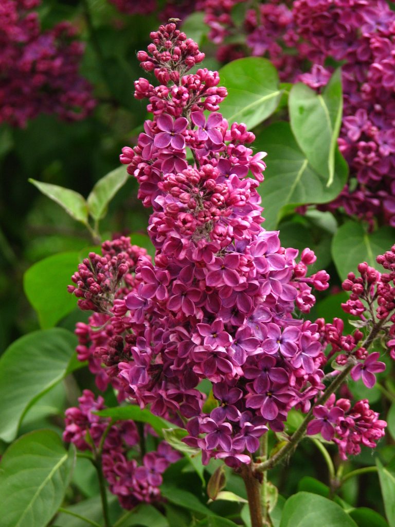 Сирень «Знамя Ленина» пурпурно-лиловая, простая