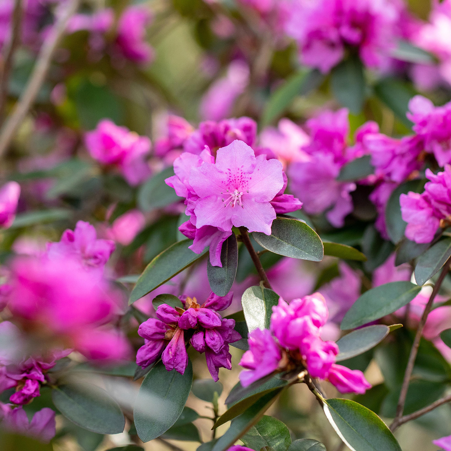 Рододендрон «П.Д.М Регал» (P.J.M. Regal) — изображение 2