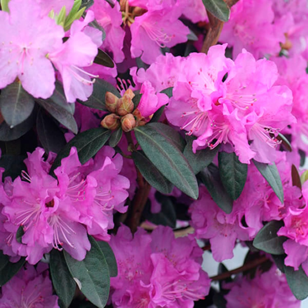 Рододендрон «П.Д.М Регал» (P.J.M. Regal)